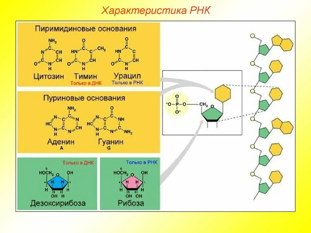 Рнк содержит цитозин. Рибонуклеиновая кислота строение. рнк. характеристика рнк. структура рнк.