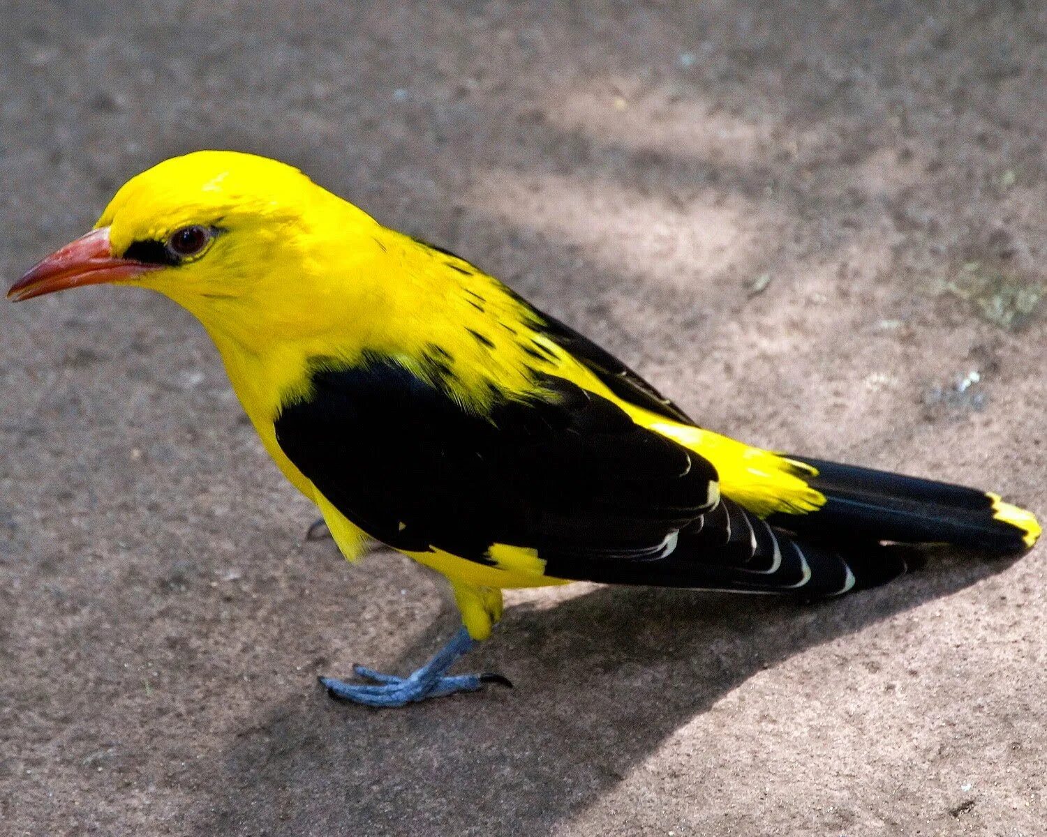 Птичка с желтыми крылышками. Африканская золотистая Иволга. Желтая с черным птица Иволга. Иволга щегол. Птица Yellow Rumped Warbler.