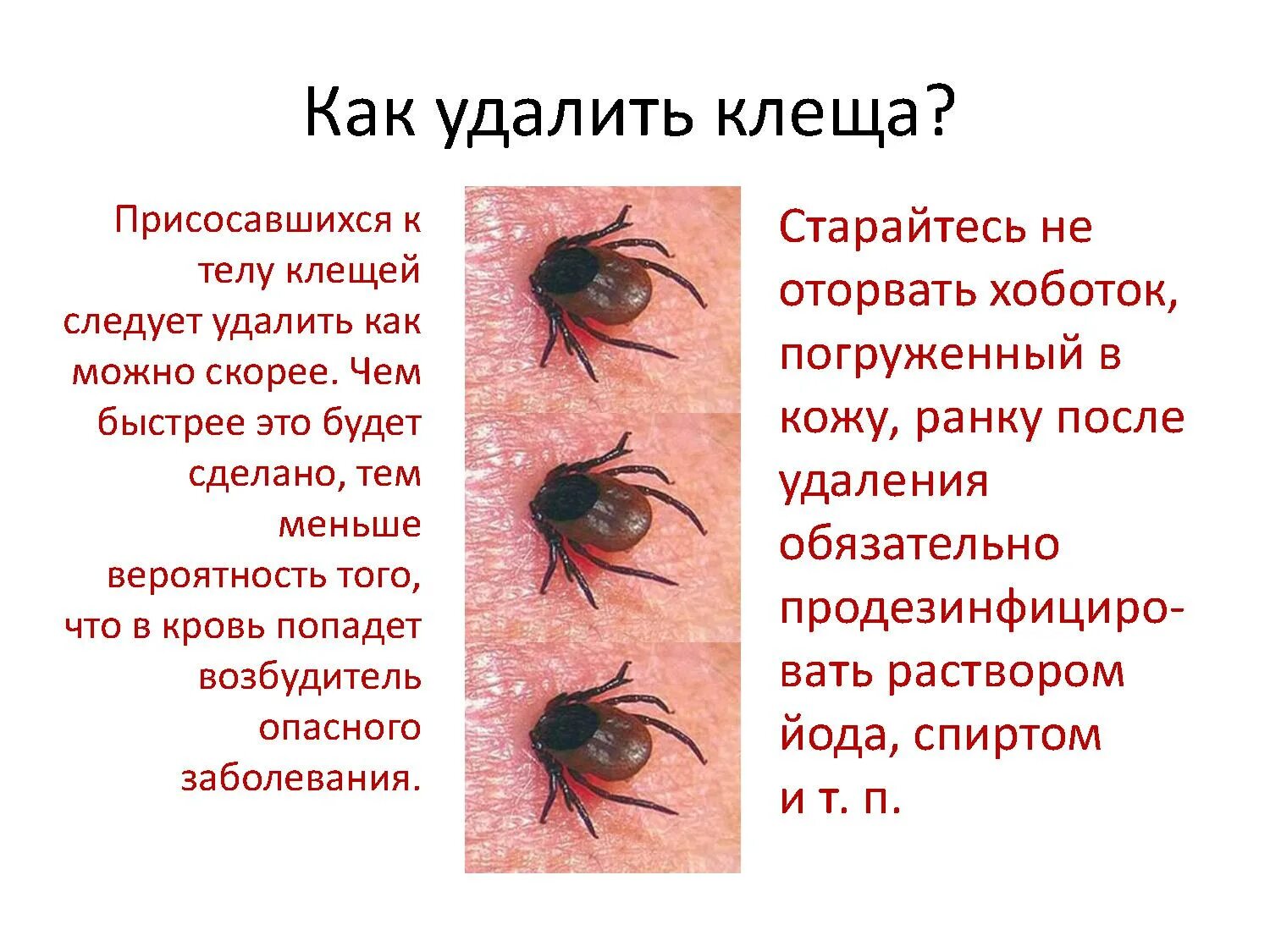 Действия после клеща
