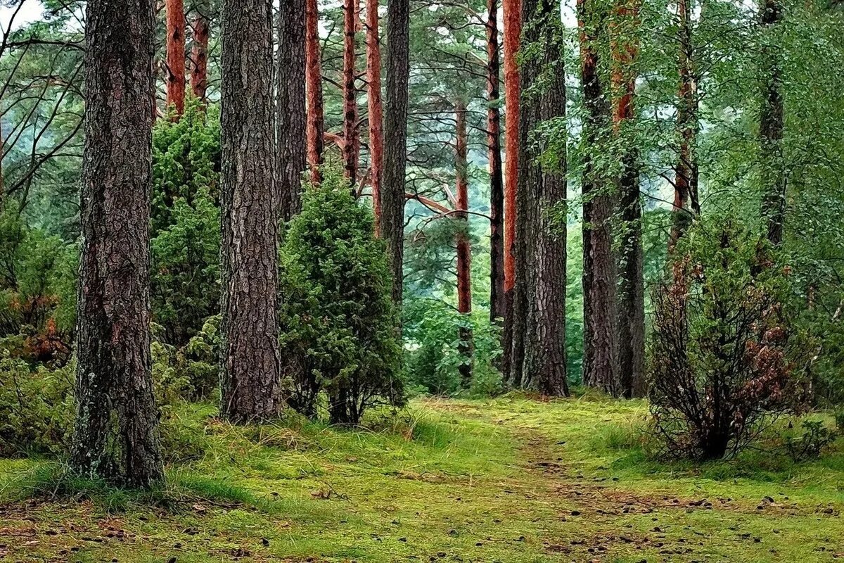 Какое лето в зоне лесов