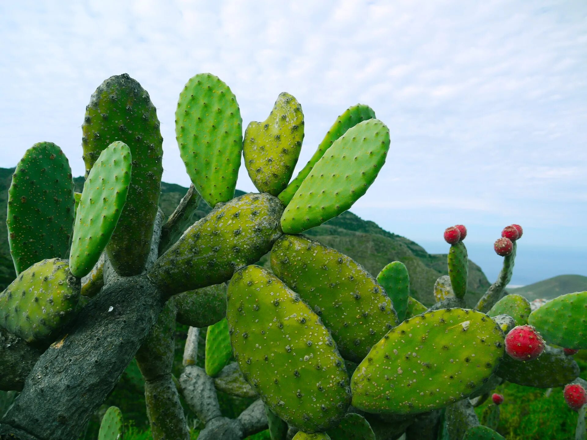 Mexican cactus. Кактус опунция. Мексиканский Кактус опунция. Бразильская опунция Кактус. Опунция змеевидная.