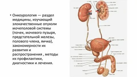 Яичко отдает в почку