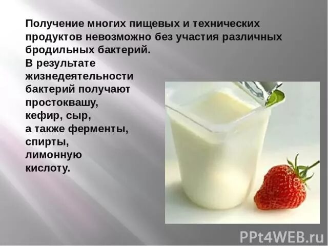Какие продукты получают с использованием бактерий. Продукты питания полученные с помощью бактерий. какие продукты питания получают с помощью бактерий. какие пищевые продукты получают люди с помощью бактерий. продукты получаемые с помощью микроорганизмов.