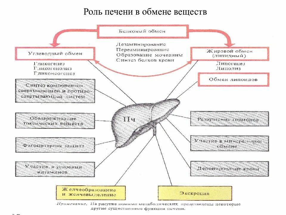 Функции печени синтез. Функции печени синтез