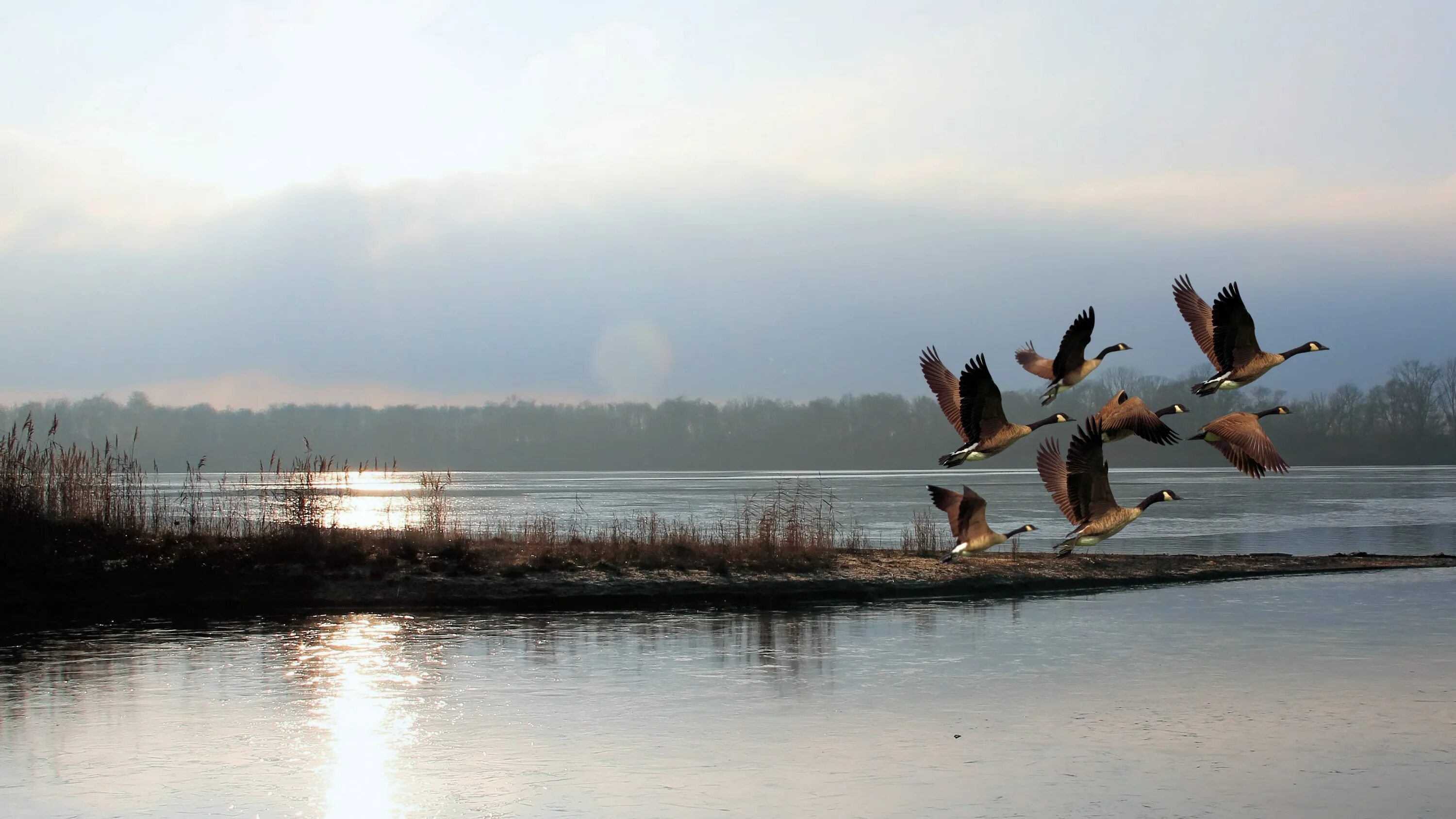 Дикий Гусь Селигер. Птицы озера Селигер. Птицы на озере. Птицы над озером.