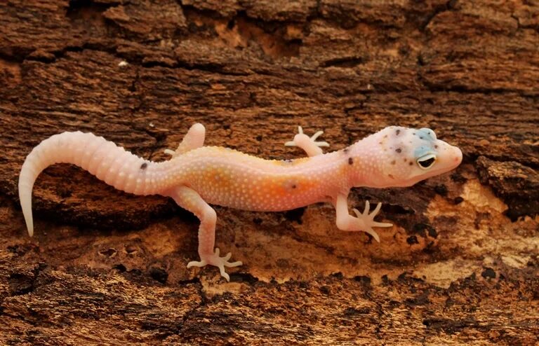 Гипо мак сноу. Пятнистый эублефар. Raptor эублефар. Морфа нова. Морфа нова.