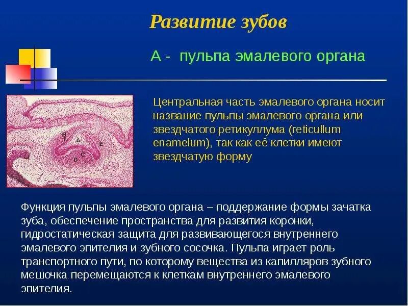 Функции пульпы зуба. Развитие зуба эмалевый орган. источник развития пульпы.