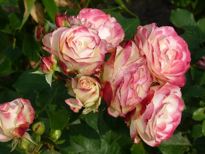 принц де монако