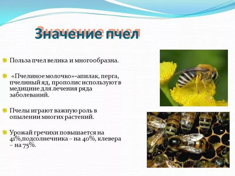 Роль пчел в природе. Значение пчёл в природе и жизни человека. Значение пчел. Роль пчел в природе и жизни человека.