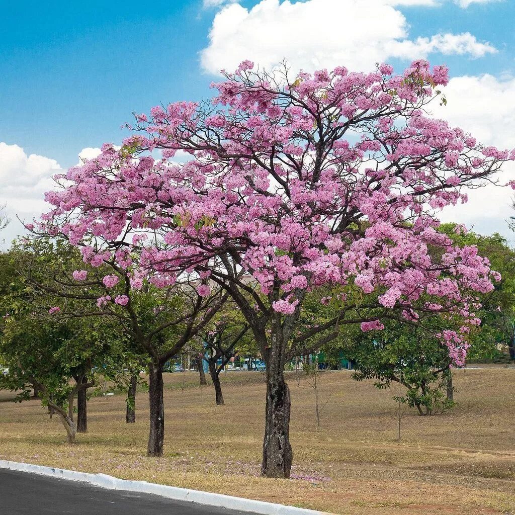 Табебуйя дерево. Табебуйя розовая (Tabebuia rosea). Ленкоранская Акация. Акация Альбиция розовая дерево. Тетет