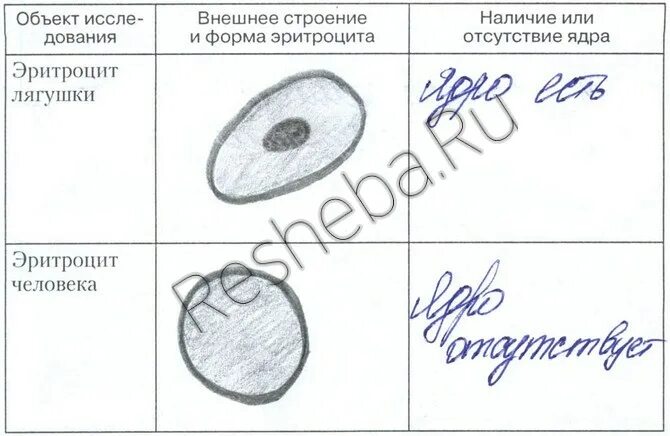 Наличие ядра человека. Строение эритроцитов лягушки рисунок. Строение эритроцита лягушки. Строение эритроцитов человека и лягушки. Клетка эритроцита человека.