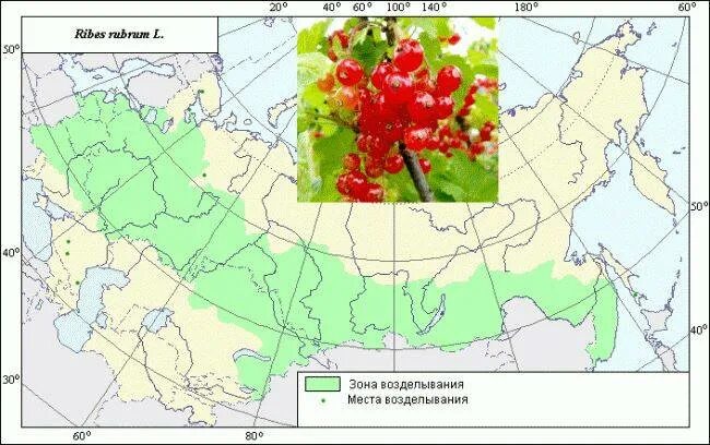 Яблоня распространение. Брусника ареал распространения в России. Клюква ареал распространения в России. Ареал произрастания брусники в России. Смородина красная ареал.
