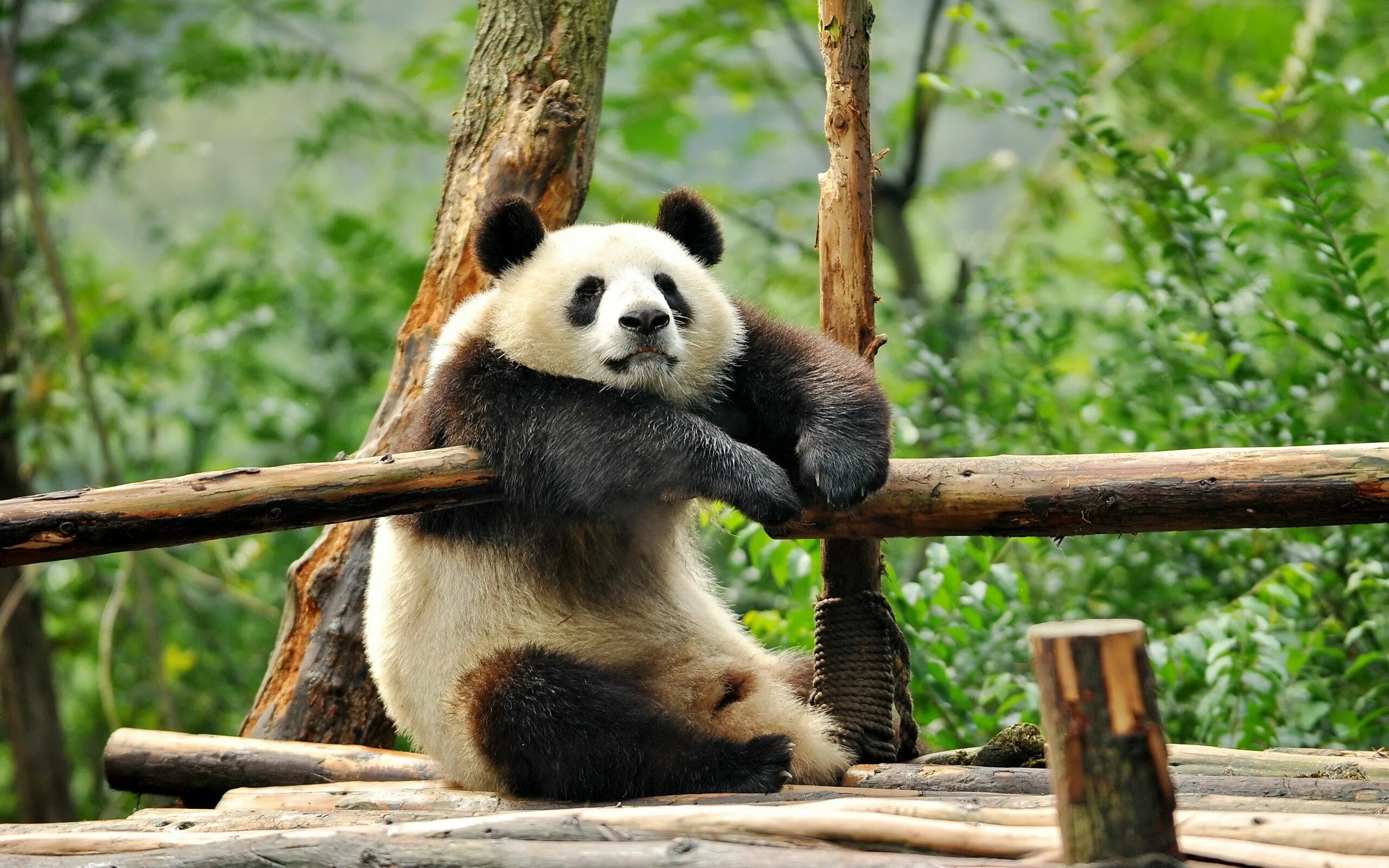 Pandas windows