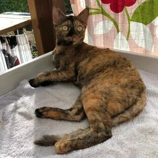 Немецкий рекс