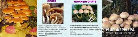 Как распознать опята