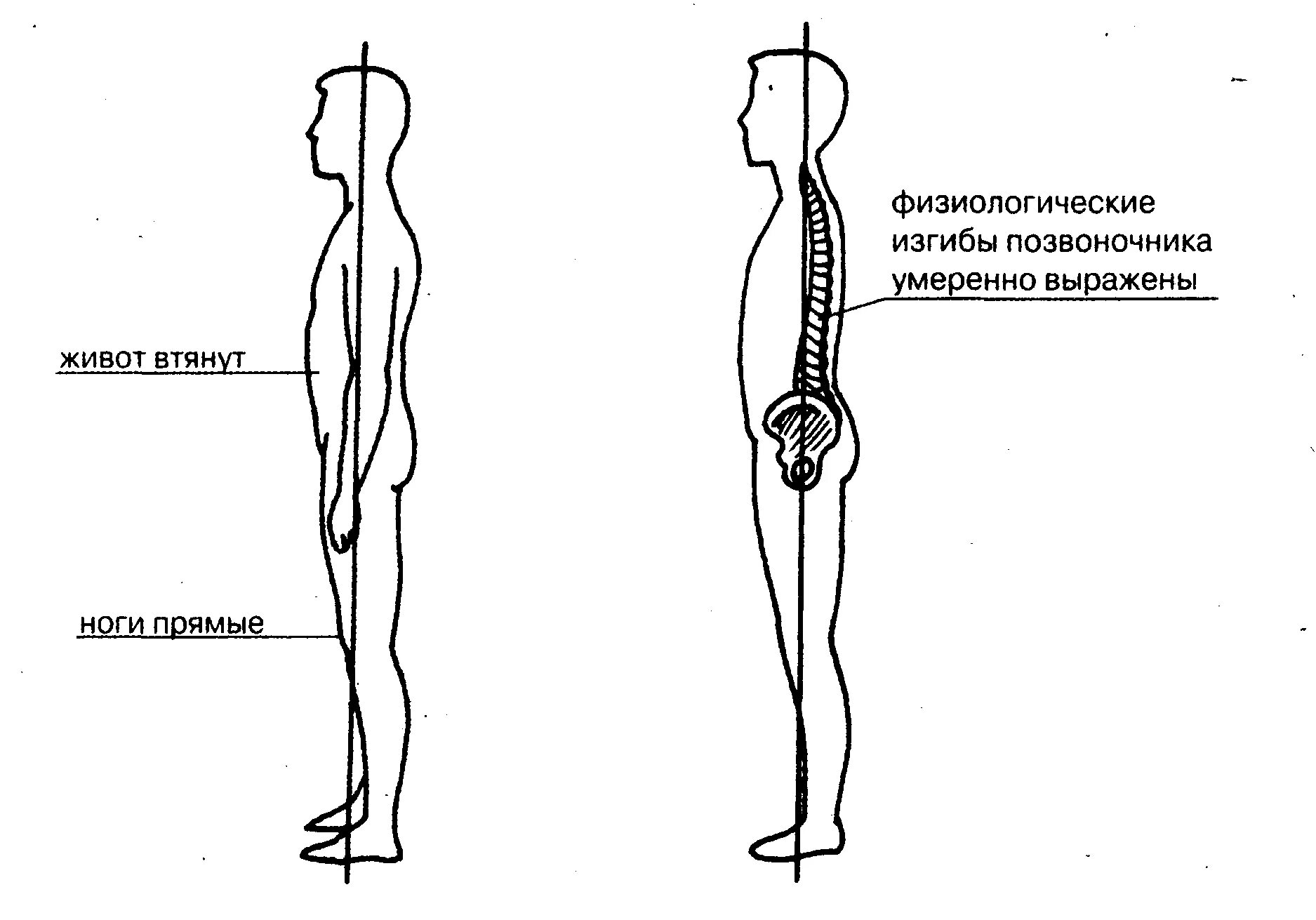 Изгиб позвоночника в сторону называется. Физиологические изгибы позвоночника. Правильный изгиб позвоночника. Формирование физиологических изгибов позвоночника. Нормальный позвоночник вид сбоку.