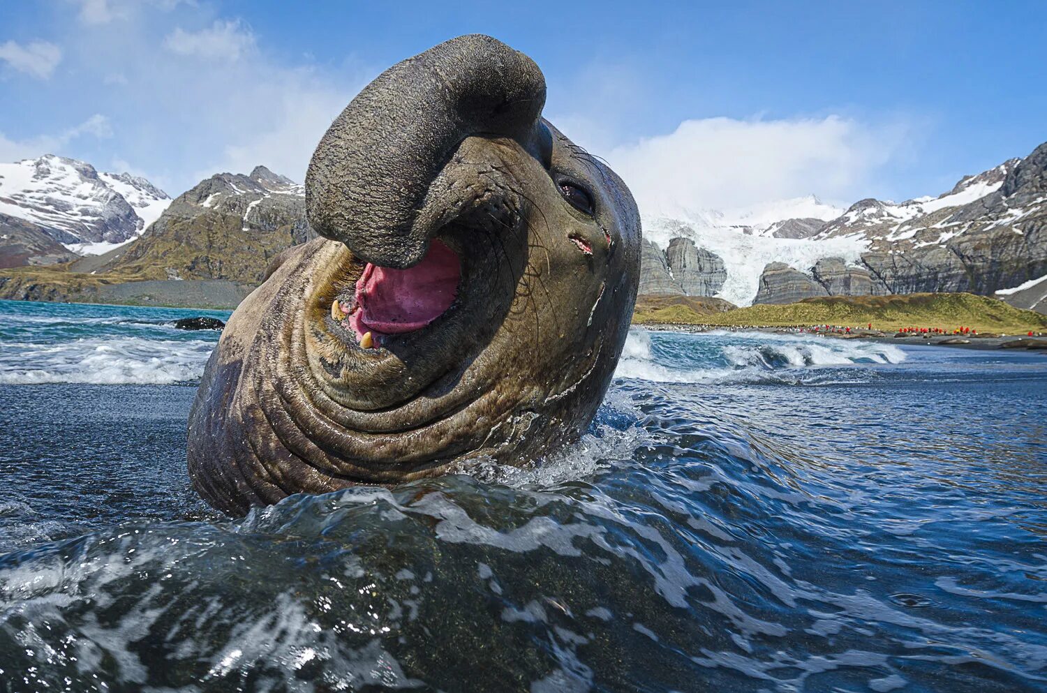 Южный морской слон Mirounga Leonina. Тюлень Южный морской слон. Морской слон Антарктиды. Морские слоны в Антарктиде. Морской слон в антарктиде