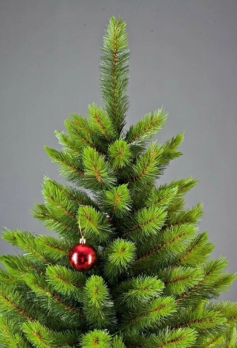 русская ель живая. живая новогодняя елка. русская ель живая. русская новогодняя елка. ель новогодняя живая.
