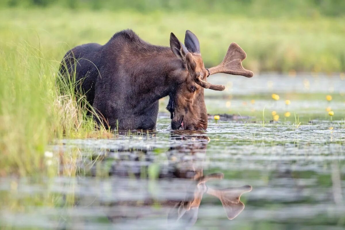 Лось. Косуля на водопое. Лось на водопое. Лось болото.