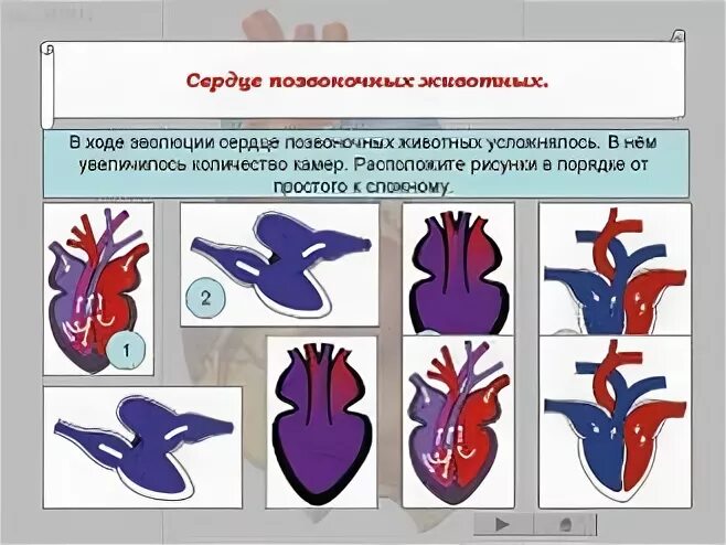 У земноводных сердце трехкамерное с неполной перегородкой. Двухкамерное четырехкамерное сердце. Двухкамерное и трехкамерное сердце. Строение сердца позвоночных животных. Строение двухкамерного сердца.