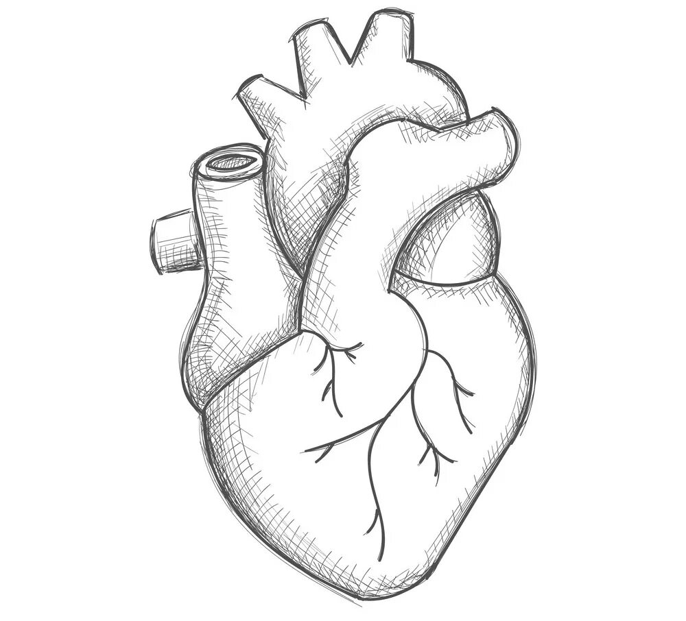 Сердце рисунок. Сердце рисунок карандашом для срисовки. Человеческое сердце карандашом. Легкое сердце карандашом