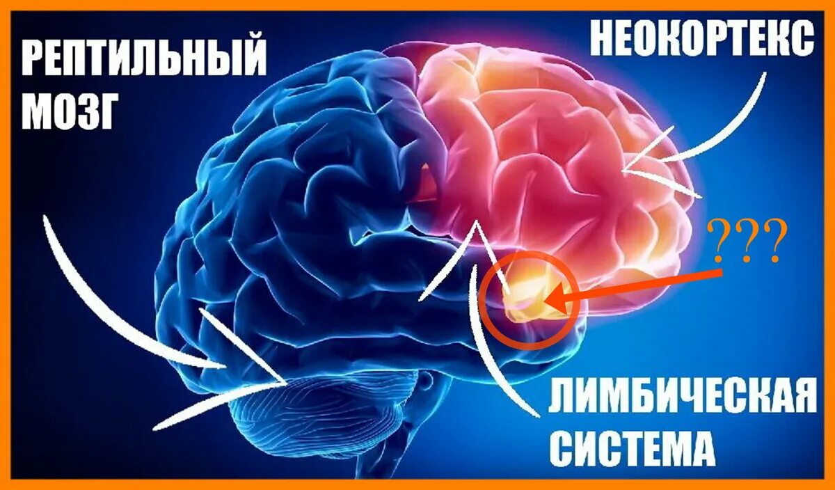 Неокортекс и лимбическая система. Рептильный мозг. Лимбический мозг и неокортекс. 3 Мозга человека. Рептильный мозг неокортекс