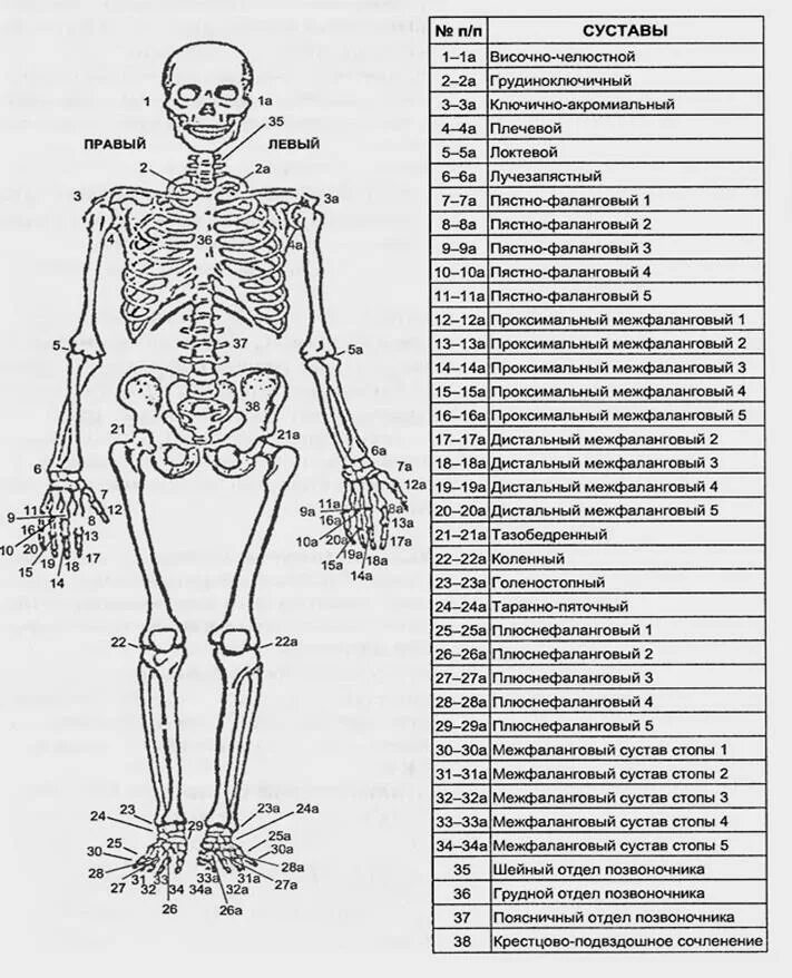 Скелет с названием суставов. Строение скелета человека суставы. Суставы скелета таблица. Скелет схема анатомия.
