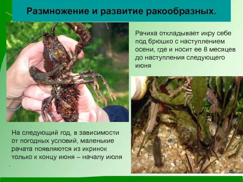 Система размножения ракообразных. Ракообразные эволюция. Половая система и размножение ракообразных. Моллюски тип развития. Ракообразные эволюция.