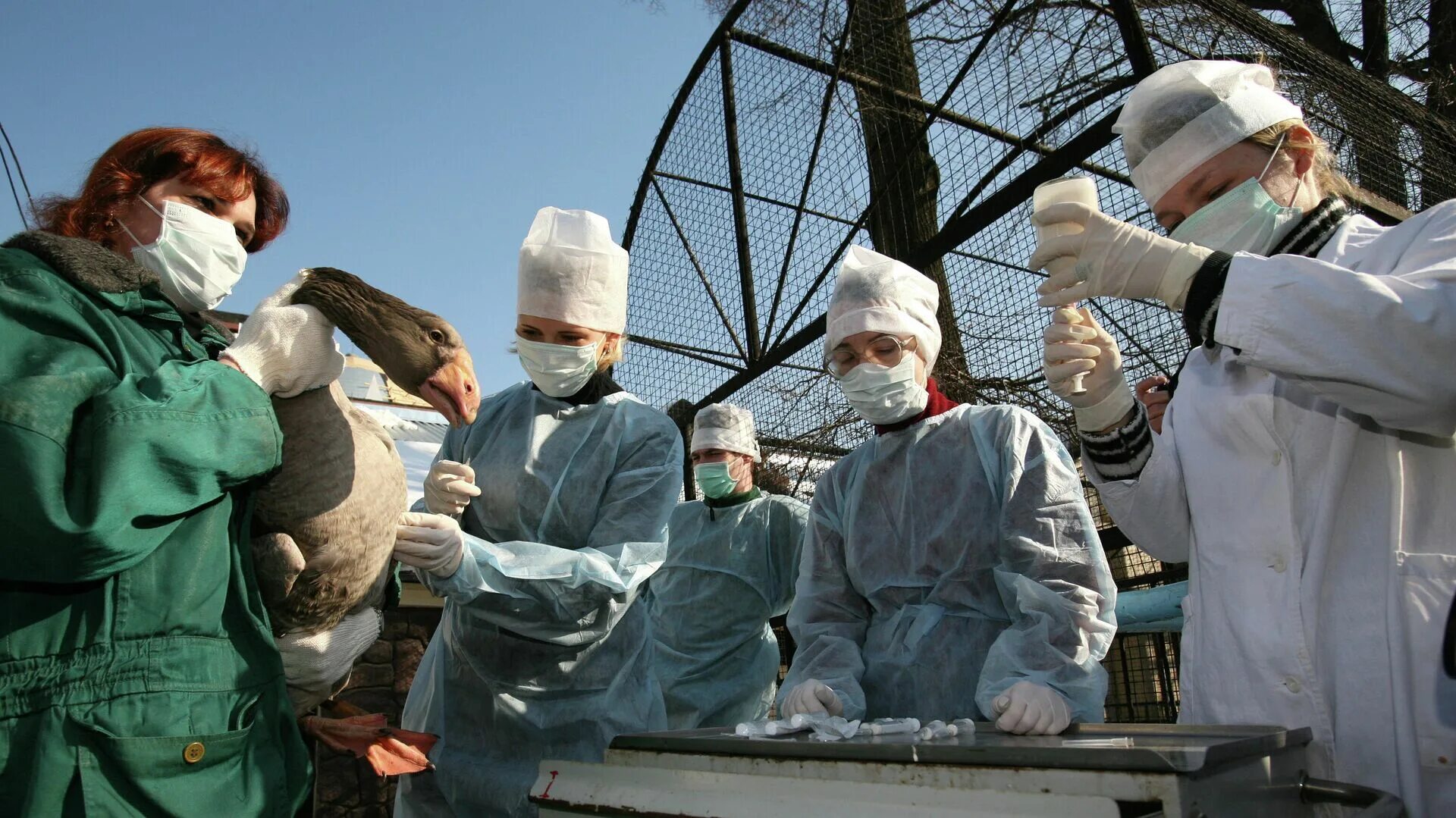 Грипп москва март. Вспышка птичьего гриппа в 2003 году.