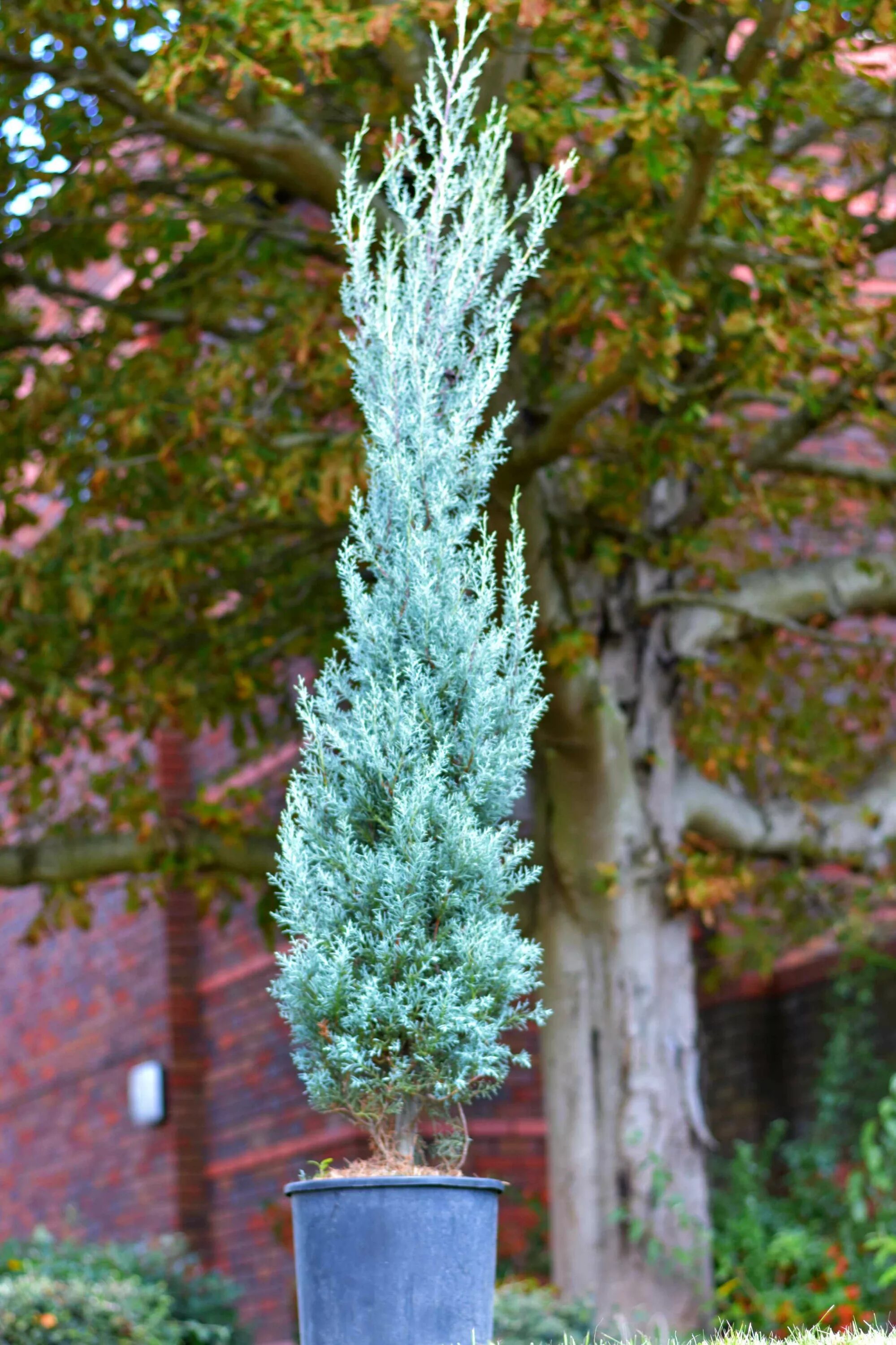 Кипарис Аризонский Фастигиата. Кипарис Аризонский (Cupressus arizonica). Кипарис Аризонский Фастигиата (Cupressus arizonica Fastigiata). Кипарисовик Аризона Фастигиата.