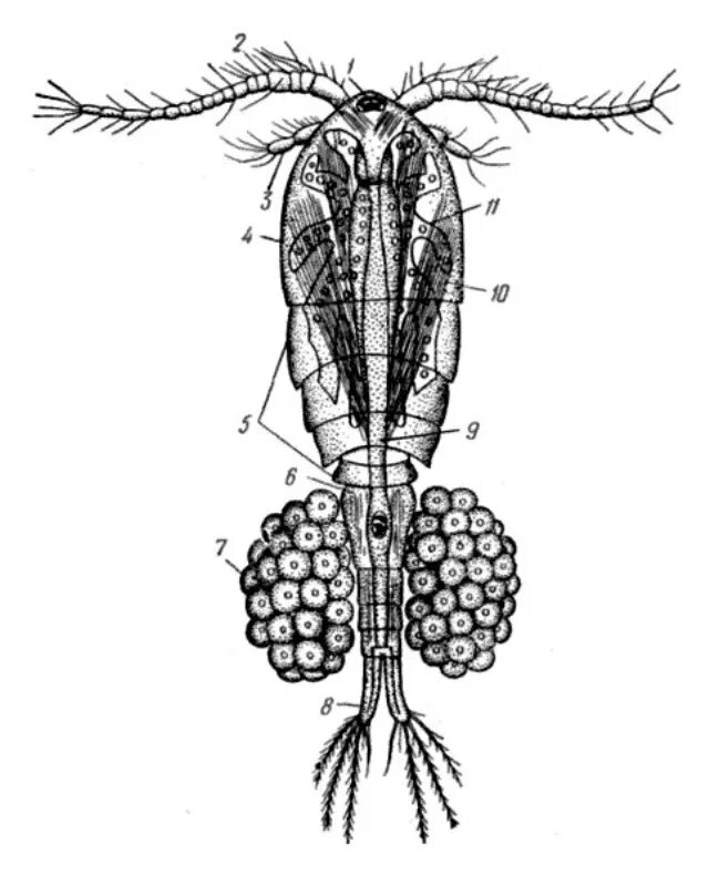 Отряд Copepoda – веслоногие. Циклоп подкласс веслоногие. Рачок Циклоп строение. Циклопы семейство веслоногих Рачков.