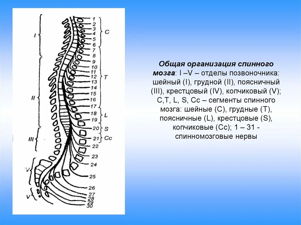Сегменты шейного отдела спинного мозга. Крестцового сегмента спинного мозга (s 3). Соответствие сегментов спинного мозга позвонкам. Сегменты спинного мозга грудной отдел.