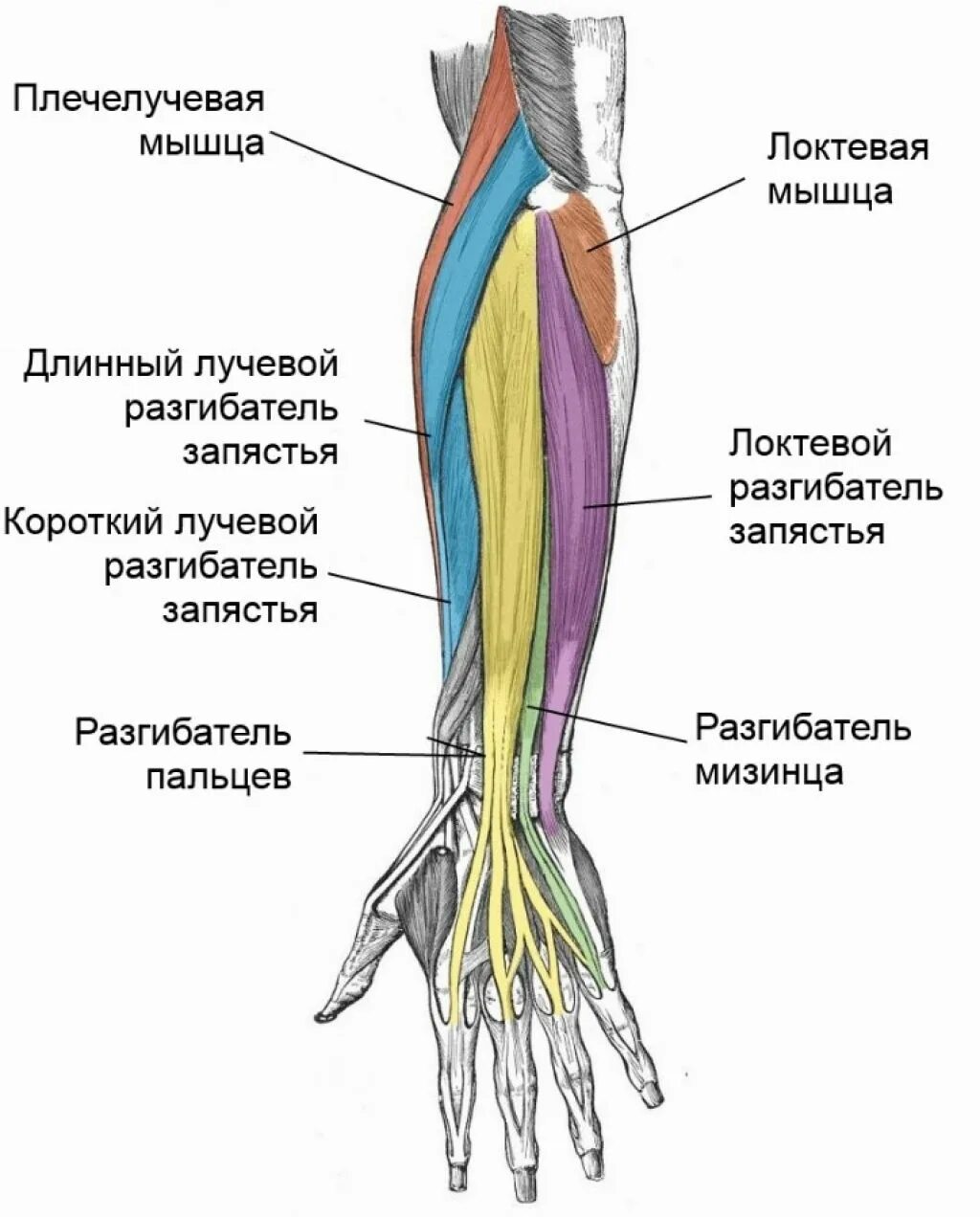 Стороны предплечья. Строение предплечья анатомия мышцы. Мышцы предплечья анатомия человека. Мышцы предплечья анатомия задняя группа. Мышцы разгибатели предплечья.