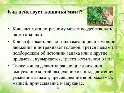 Зачем котам мята