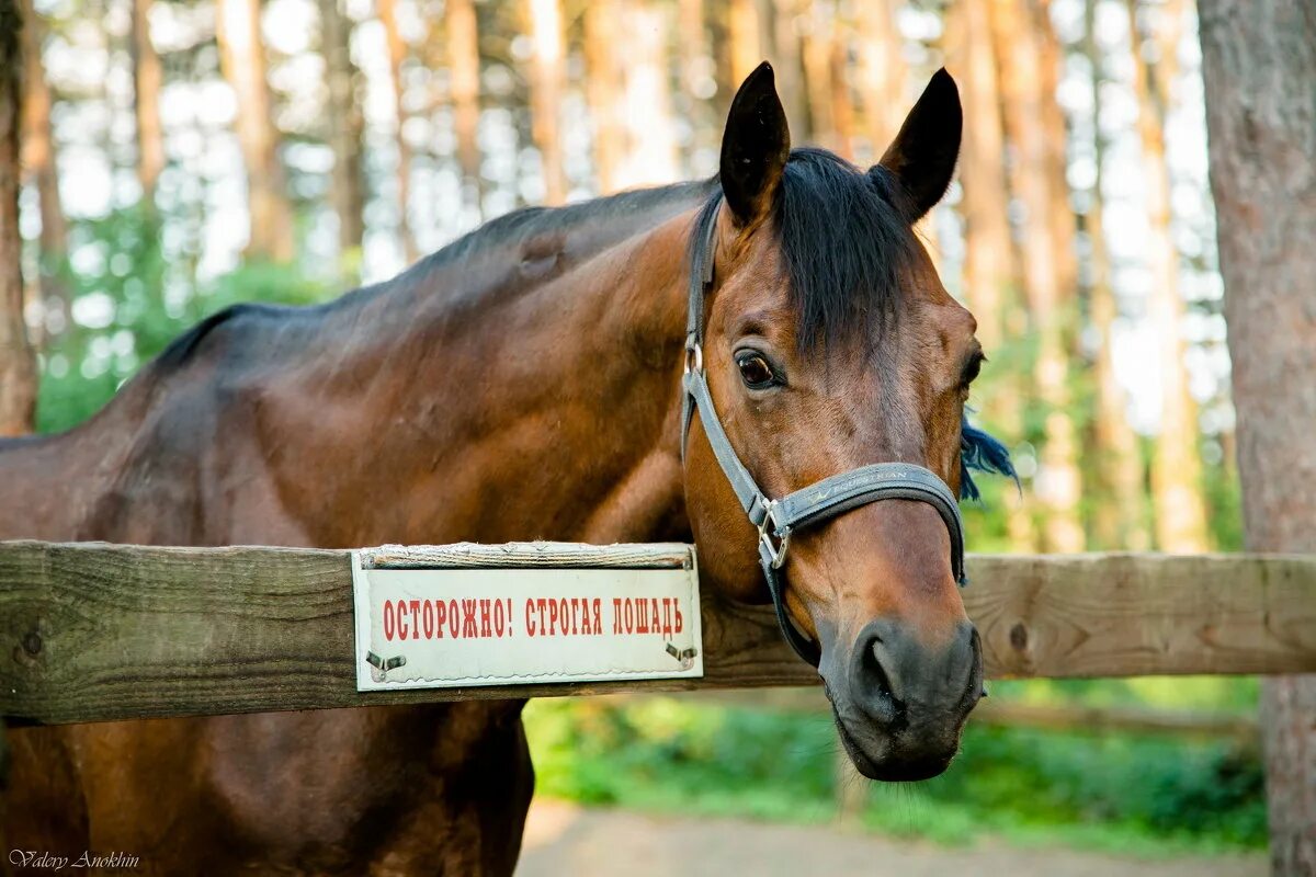 Лошадь выражения. Лошади со смыслом. Лошадь выражения. Цитаты про лошадей. Смешные цитаты про лошадей.