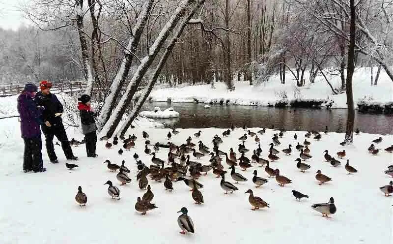 Зима парк утки. Зима парк утки. Харитоновский парк екатеринбург утки. Зима парк утки. Зима парк утки.