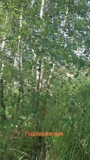 Молоденькие осинки выстроились на опушке леса