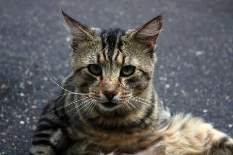 Кошка дворняжка