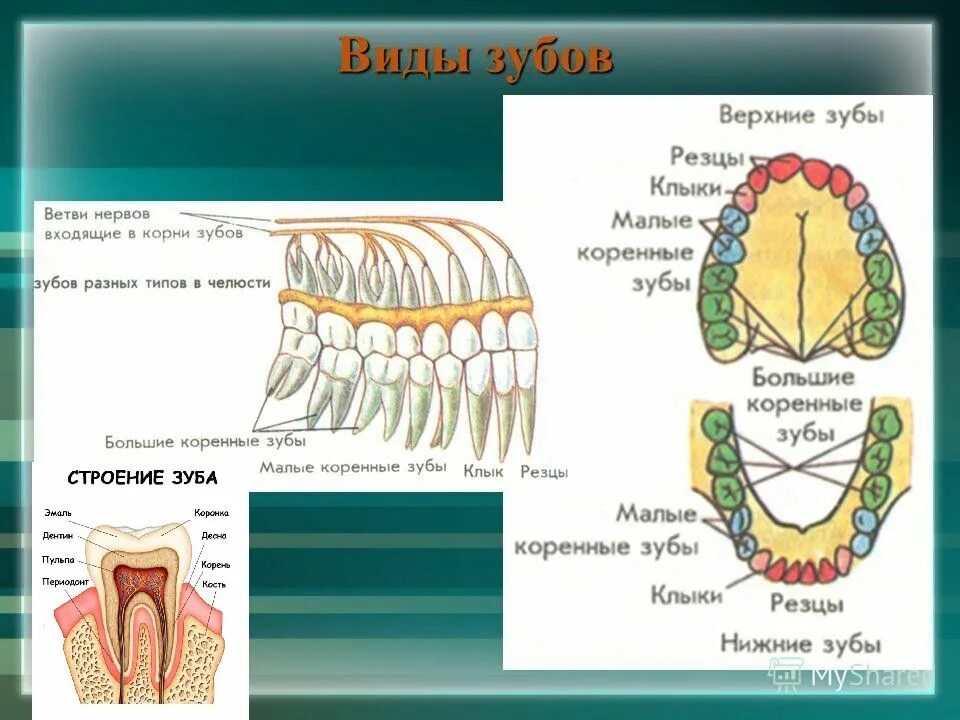 Воспалился нерв в челюсти. Анатомия нервов нижней челюсти. Пульпа молочных зубов строение. Верхнечелюстной нерв схема. Зуб 7 нерв.