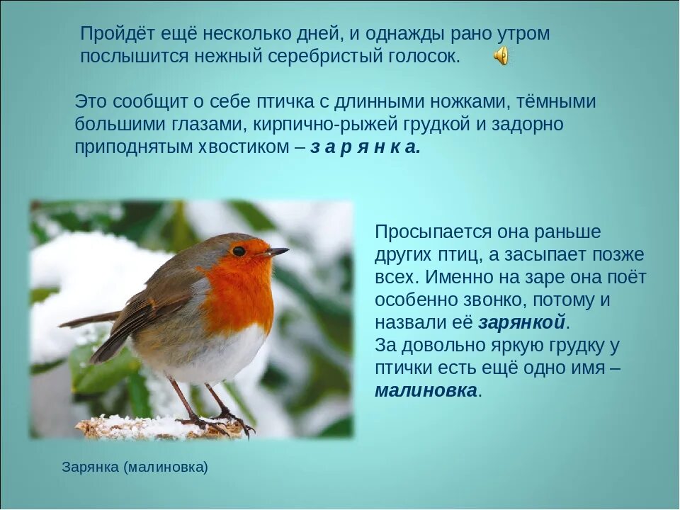 Зарянка птица фото описание Рыжая птичка По имени зарянка 2024 Планета земля ВКонтакте