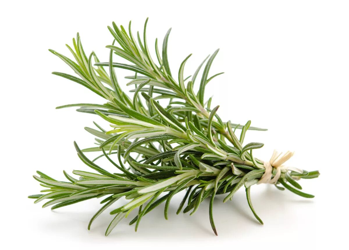 Зелень розмарин. Спб фабрика розмарин. Вкус розмарина кафе. Розмарин спб. Розмарин спб.