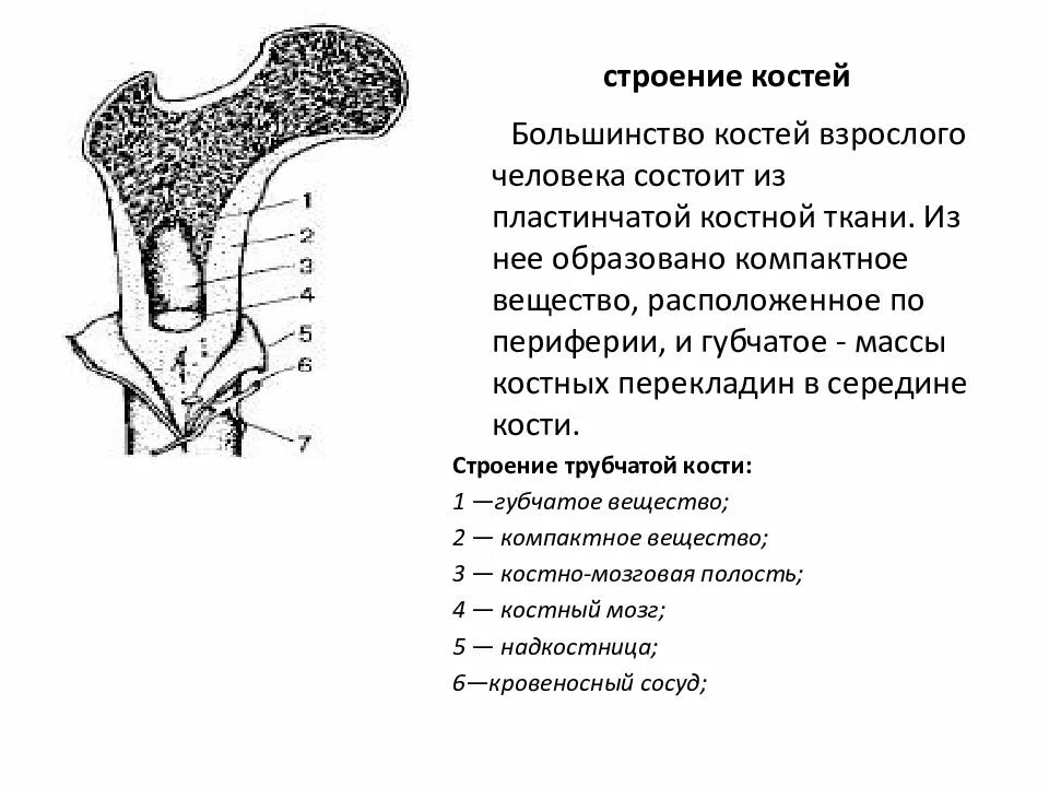 Строение кости взрослого человека. Строение трубчатой кости ЕГЭ биология. Строение трубчатой кости ЕГЭ. Трубчатая кость строение ЕГЭ. Схема трубчатой кости взрослого и ребенка.