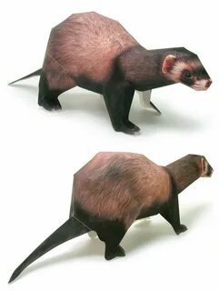 Libraryferret