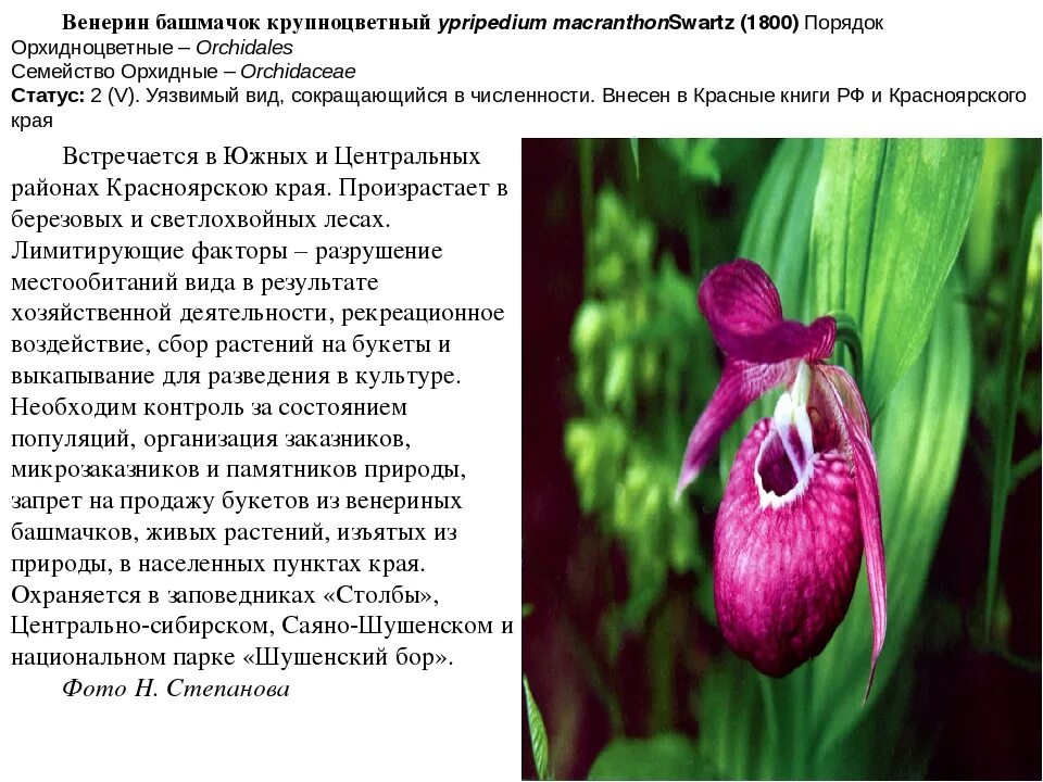 Про растения из Красной книги Красноярского края - презентация онлайн