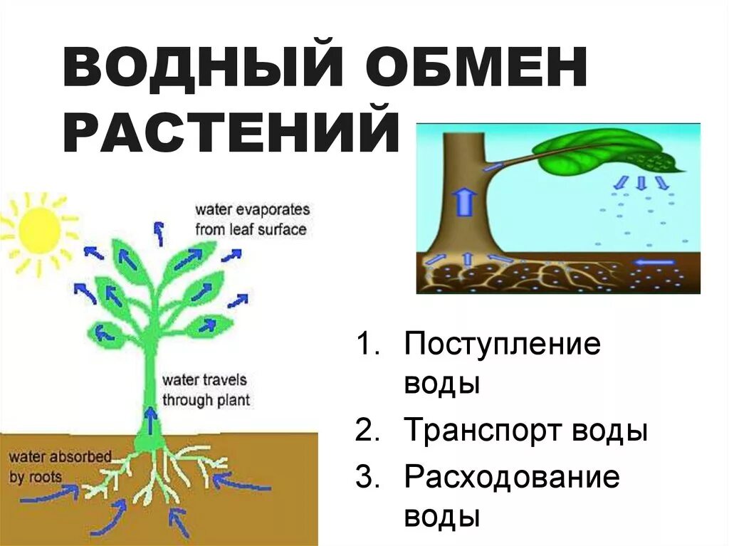 Водный обмен растений. Водообмен растений. Поглощение воды растением. Водный режим растений. Для образования в листе необходима вода