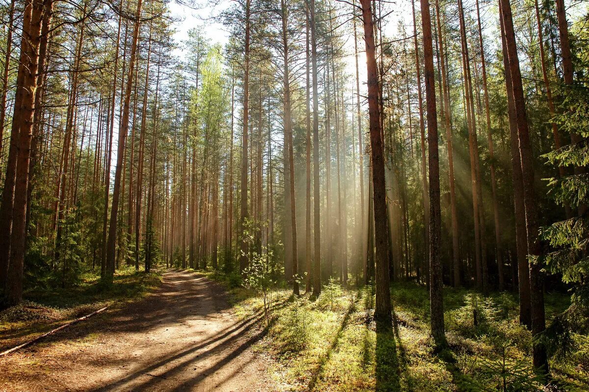 шумистые леса карелии. сосновый лес карельского перешейка. карелия тайга. какой лес в карелии. карелия лес озеро.