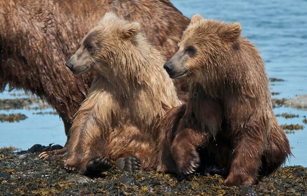 Nature is wild. Дикая природа Аляски. Аляска природа. Аляска заповедник Дикая природа. Аляска красивые фото животных.