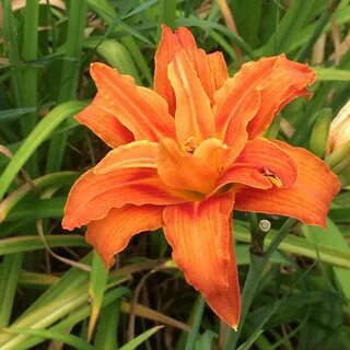 Double Orange Daylily Hemerocallis fulva 'Kwanso' 0 - изображение...