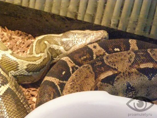 Совместимость дракона и змеи. Совместимость змея мужчина и дракон женщина. Дракон змейка. Совместимость змей и дракона. Кунг фу панда гадюка любовь.