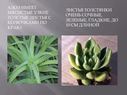 Функция сочных листьев